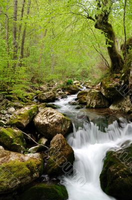 Forest waterfall