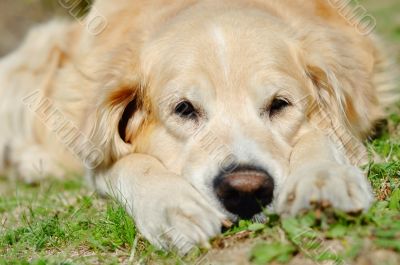 Golden retriever