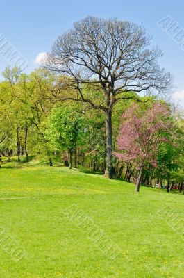 Spring morning
