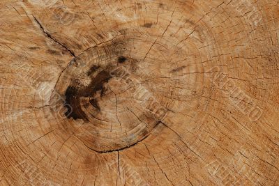 Wood background