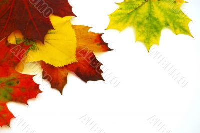 Colored leaves