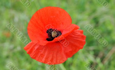 poppy