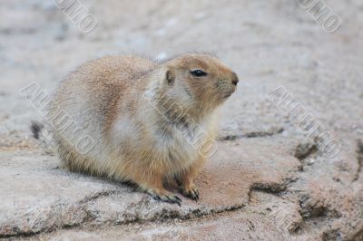 prairie dog