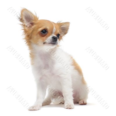 puppy chihuahua