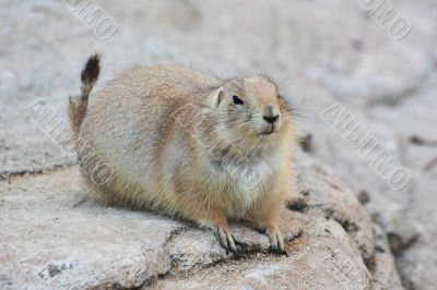 prairie dog