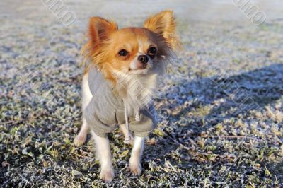 dressed chihuahua in winter