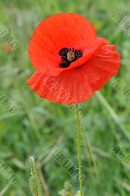poppy