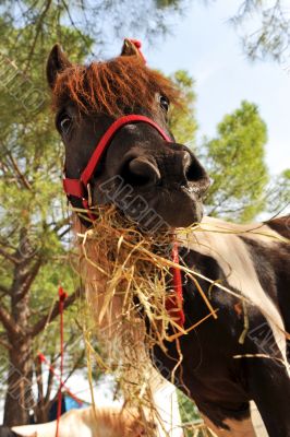 pony and hay