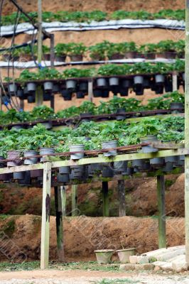 Strawberry pots in the Strawberry Farm