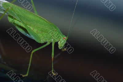 green grasshopper in summer