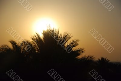 sunset with palm tree