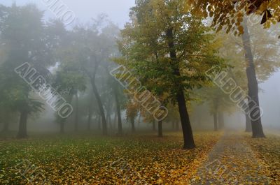 Fall morning