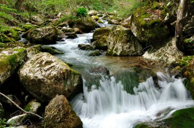 Forest waterfall