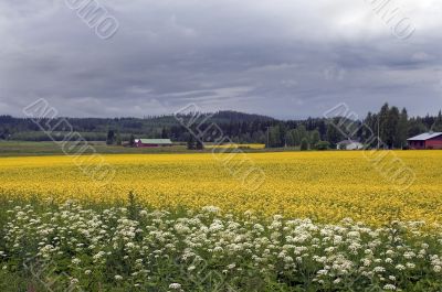 flower meadow in Finland