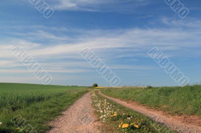 rural spring landscape