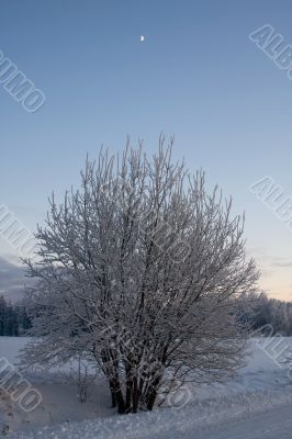 russian winter