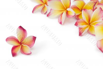 Frangipani, plumeria, frangippani flower, isolated on white 