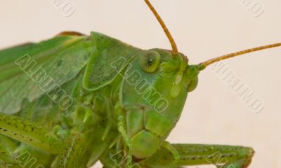 Grasshopper  portrait on white background