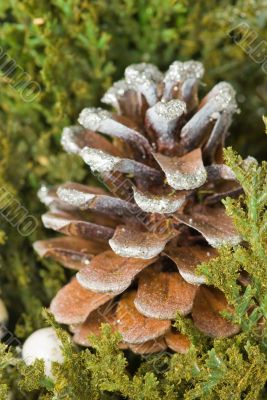 Cone closeup