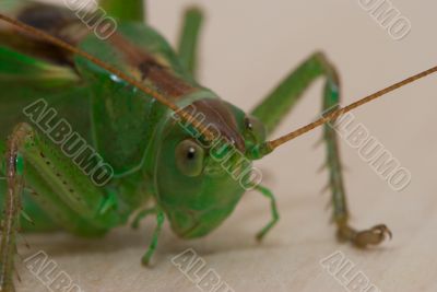 Grasshopper  portrait 