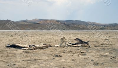 The last flight