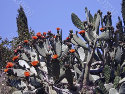 Cactus