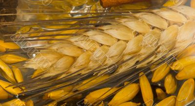 Wheat