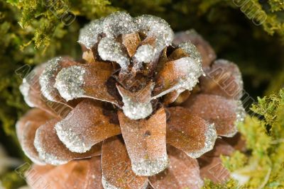 Cone closeup