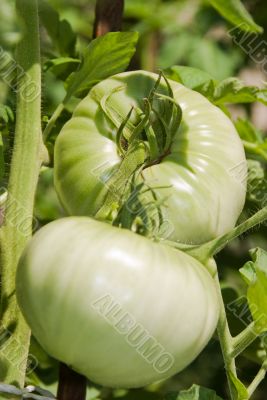2 tomatoes