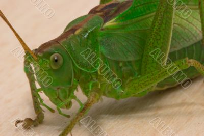Grasshopper  closeup