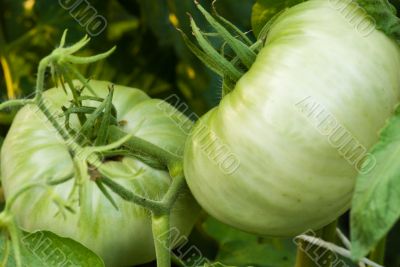 Pair of green tomatoes