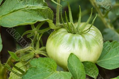 Tomatoe