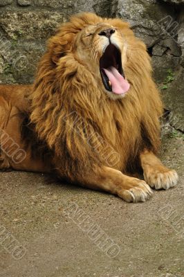 Lion yawning
