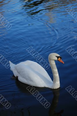 White Swan