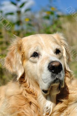 Golden retriever