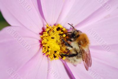 bumblebee on a pink flower