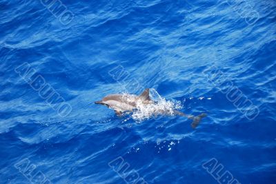 dolphin in the sea