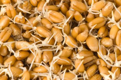 Wheat germs closeup