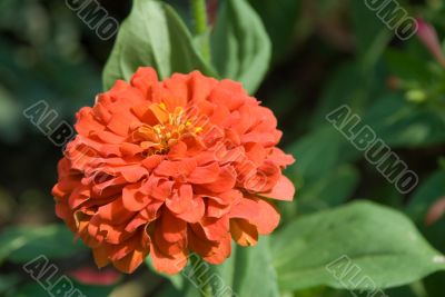 red flower