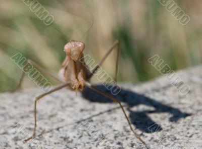 Mantis against rock and green background