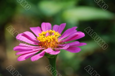 Velvet flower