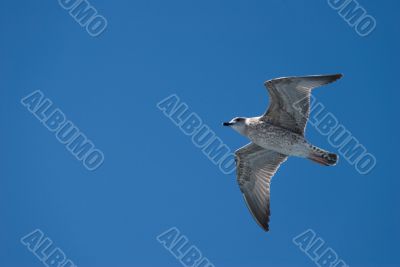 A seagull in the sky