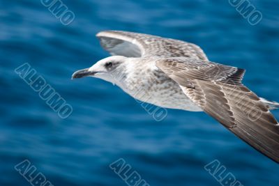 A seagull attack