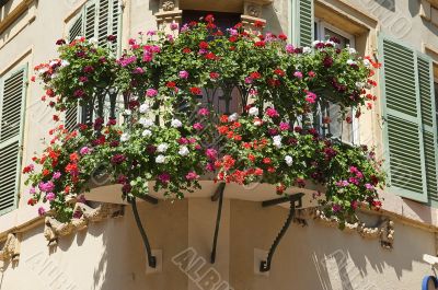 flowers on the window