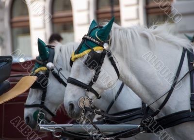 White horses