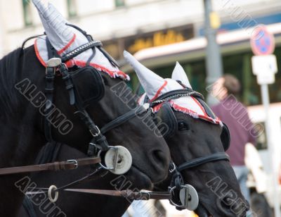 A pair of black horses 2