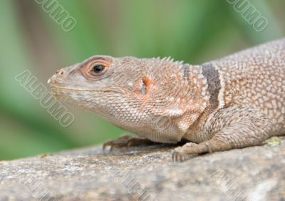 Little desert lizard in Vienna Zoo