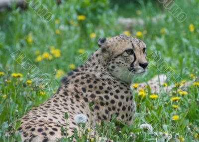 Resting cheetah