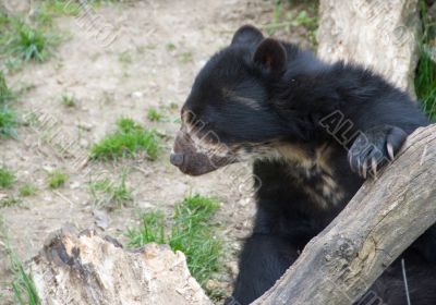 Spectacled Bear