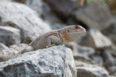 Iguana on a stone